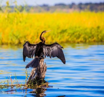 Big Bird wings opened sitting on a tree among water. Chobe National Park on the Zambezi River,