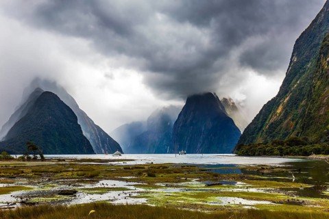 Shallow, overgrown with marsh grass coast of the fjord. New Zealand - magic land of hobbits.