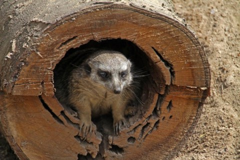 Meerkat peeks out of tree hole