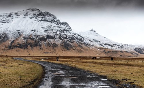 Empty rural road leading to the snowy mountain and valley with horses feeding in Iceland