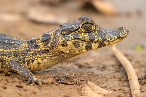 Caiman (Caimaninae), Crocodile (Alligatoridae), crocodile (Crocodylia), animal portrait, young
