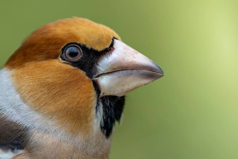 Male hawfinch (Coccothraustes coccothraustes) close-up, protected forest, Black Forest, Germany,