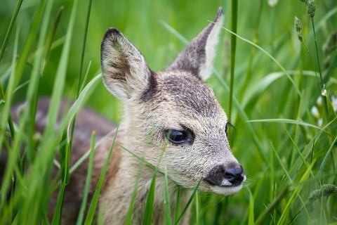 Young wild roe deer in grass, Capreolus capreolus. New born roe deer, wild spring nature