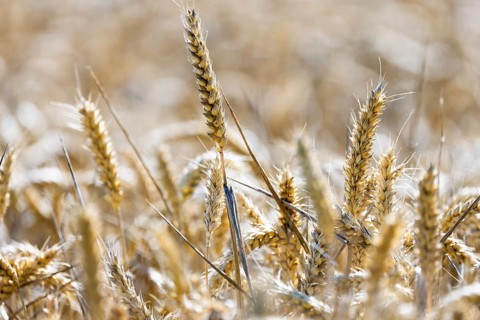 Beautiful golden wheat field with ears of wheat standing close together, Coxhill, Shepherdswell,