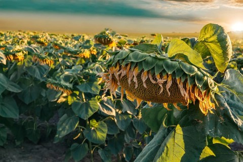 Sunflowers field with clouds in blue sky at sunset