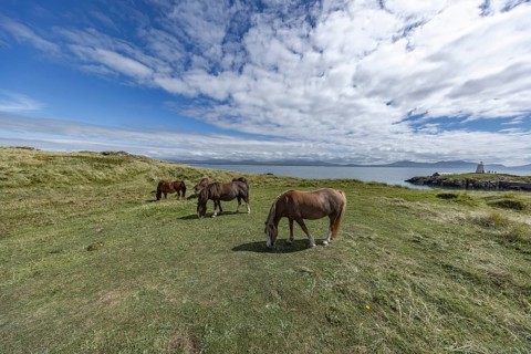 Brown horses grazing in a green meadow by the sea with Twr Mawr Lighthouse in the background, Ynys