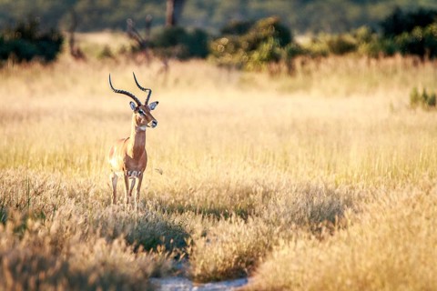 An Impala starring at the camera in the Chobe National Park, Botswana, Africa