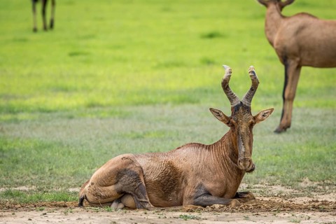 Red hartebeest taking a mud bath in the Kalagadi Transfrontier Park, South Africa, Africa