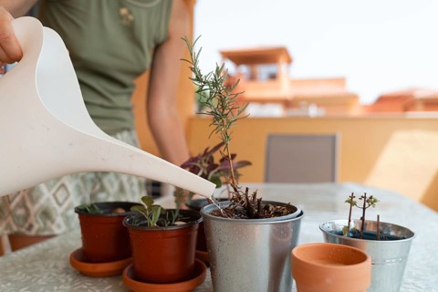 A person waters potted plants on a sunny balcony, focusing on the plants and watering can. DYI