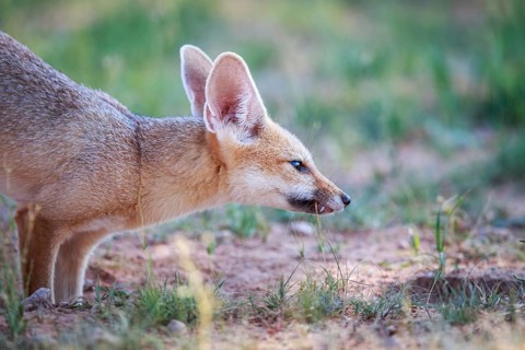 Side profile of a Cape fox in the Kgalagadi Transfrontier Park, South Africa, Africa