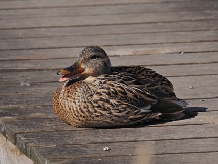 Mallard (Anas platyrhynchos)