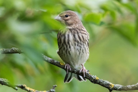 Common linnet (Carduelis cannabina)