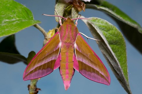 Elephant hawk-moth (Deilephila elpenor)