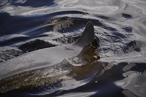 Bottlenose dolphin (Tursiops truncatus)