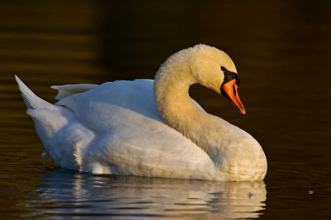 Swan (Cygnus olor)