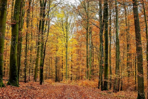 Autumn forest