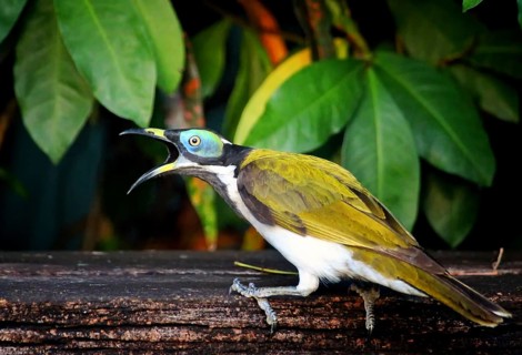 Blue-eared Honeyeater (Entomyzon cyanotis)