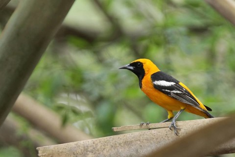 Masked Oriole (Icterus cucullatus)