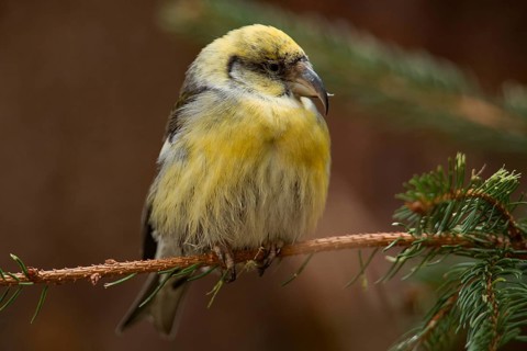 Crossbill (Loxia leucoptera)
