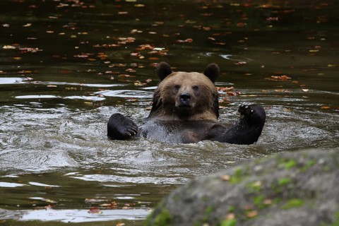 Brown bear (Ursus arctos)