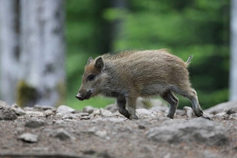 Wild boar (Sus scrofa)