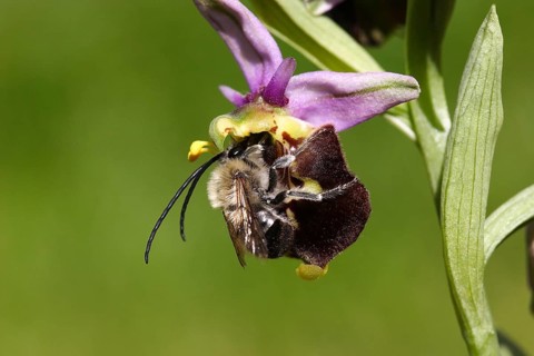 Bumblebee orchid with pollinator (Ophrys holoserica)