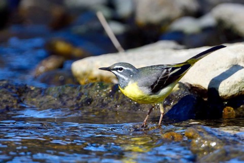 Grey wagtail foraging (Motacilla cinerea)