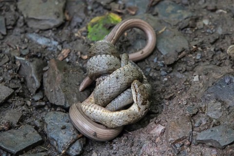 Smooth snake (Coronella austriaca)