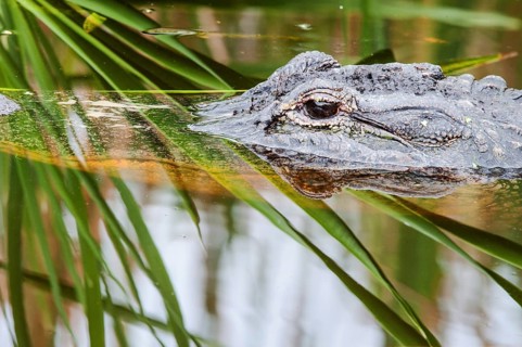 Crocodile in the swamp (Crocodylia)