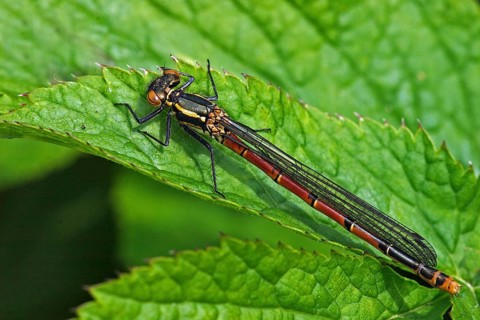 Large red damselfly, female (Pyrrhosoma nymphula)