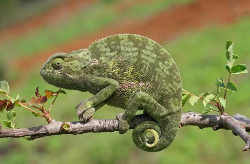 (Chamaeleo dilepis)