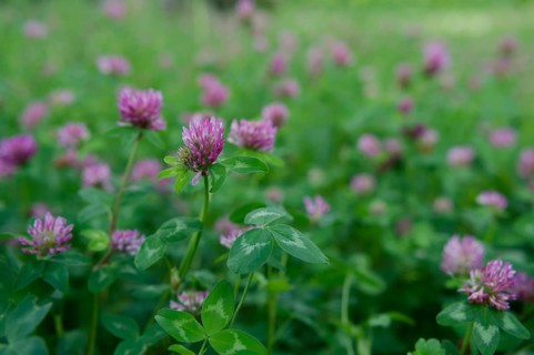 Meadow clover (Trifolium pratense), clover, meadow, flowering meadow, clover grass, green manure,