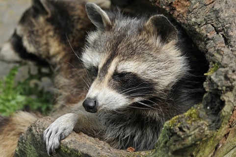Raccoon (Procyon lotor)
