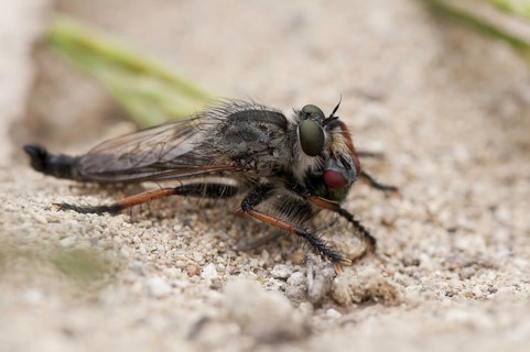 Robber fly
