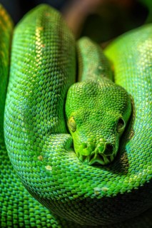 Green tree python (Morelia viridis) close-up. Portrait art