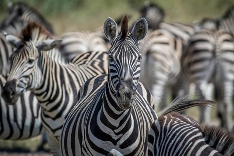 Zebra starring at the camera in the Chobe National Park, Botswana, Africa