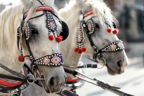 Horses with a carriage on the main square of Krakow in Poland