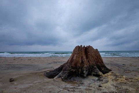 Wild and romantic Darßer Weststrand, Darß, Western Pomerania Lagoon National Park, Germany, Europe