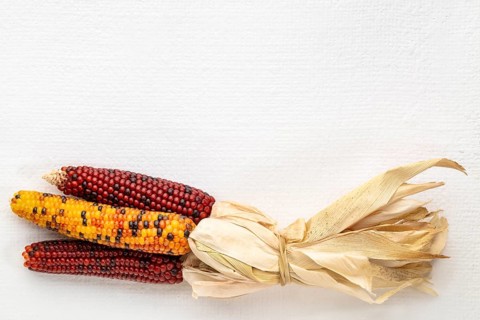 Decorative corn on white art canvas with a copy space