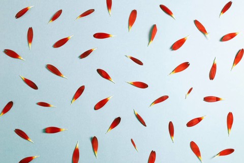 Red gerbera daisy flower petals on blue background. top view