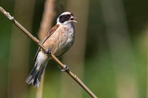 Penduline Tit, (Remiz pendulinus), Rémiz penduline, animals, birds, tits, family of Penduline Tits,