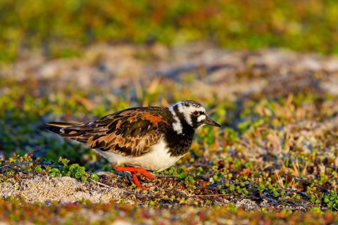 Turnstone, (Arenaria interpres), animals, birds, snipe family, biotope, habitat, foraging,