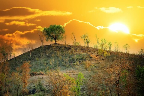 Scrub jungle in early spring, subtropical forest on a hillside. India