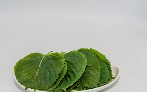 Green sesame leaves neatly arranged on a plate with a fresh, minimalistic appearance