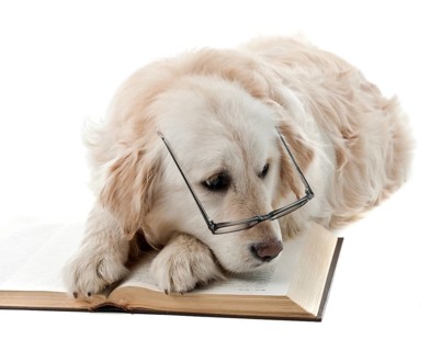 Golden retriever puppy isolated on white background and reading book