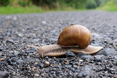 Snail on the black sand