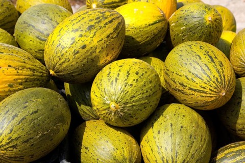 Crhistmas melon or Santa Claus Piel de Sapo fruit