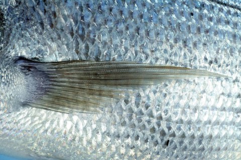Denton, Mediterranean sparus fish, family of gilthead and snapper