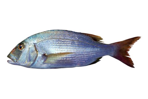 Dentex vulgaris toothed sparus snapper fish isolated on white