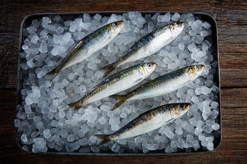 Sardines fresh fishes on ice tray and wooden table